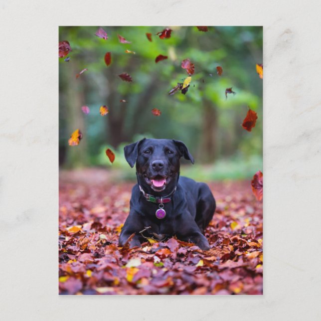Cartão Postal Labrador Negro Em Folhas De Queda (Frente)