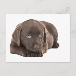 Cartão Postal Labrador Puppy de Chocolate Bonito