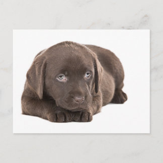Cartão Postal Labrador Puppy de Chocolate Bonito