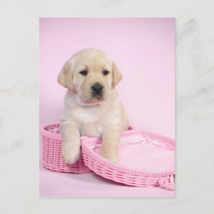 Cartão Postal Labrador recupera um cachorrinho rosa