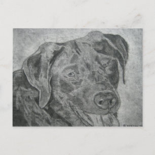 Cartão Postal Labrador Retriever