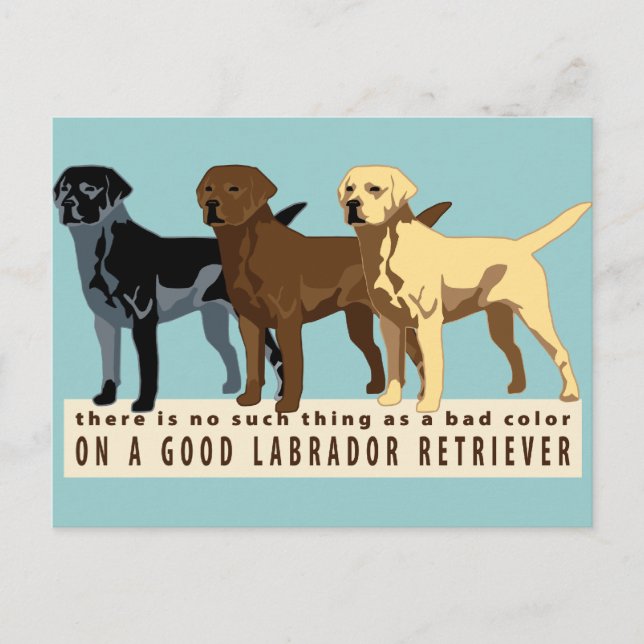 Cartão Postal Labrador Retriever 3 cores (Frente)