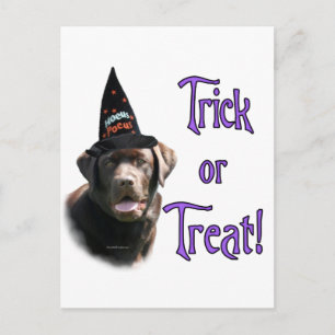 Cartão Postal Labrador Retriever (chocolate)