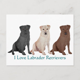 Cartão Postal Labradores Retrievers - 3 Cores para Amar