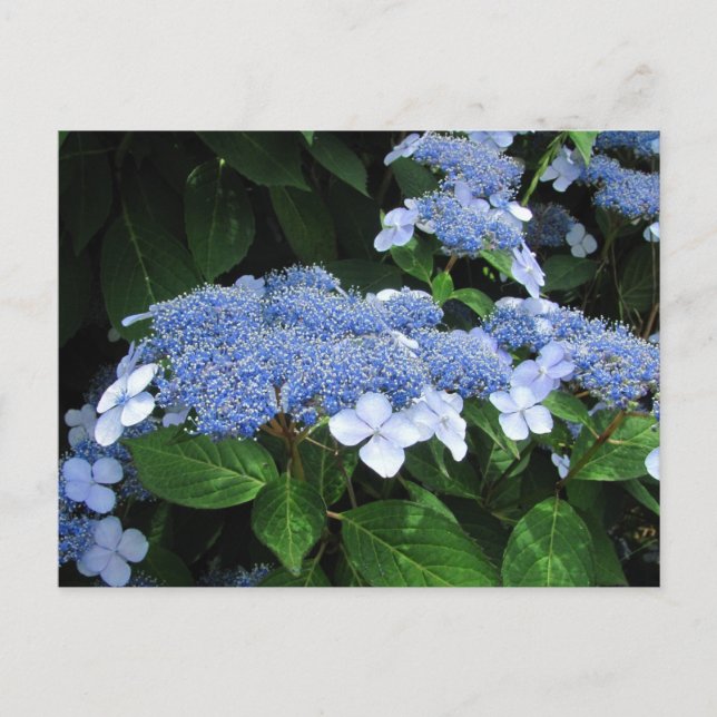 Cartão Postal Lacecap Hydrangea ~ postcard (Frente)
