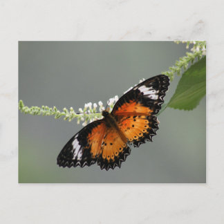 Cartão Postal Lacewing do leopardo
