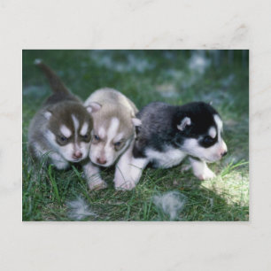 Cartão Postal Lacunas Siberianas Husky, 3 semanas