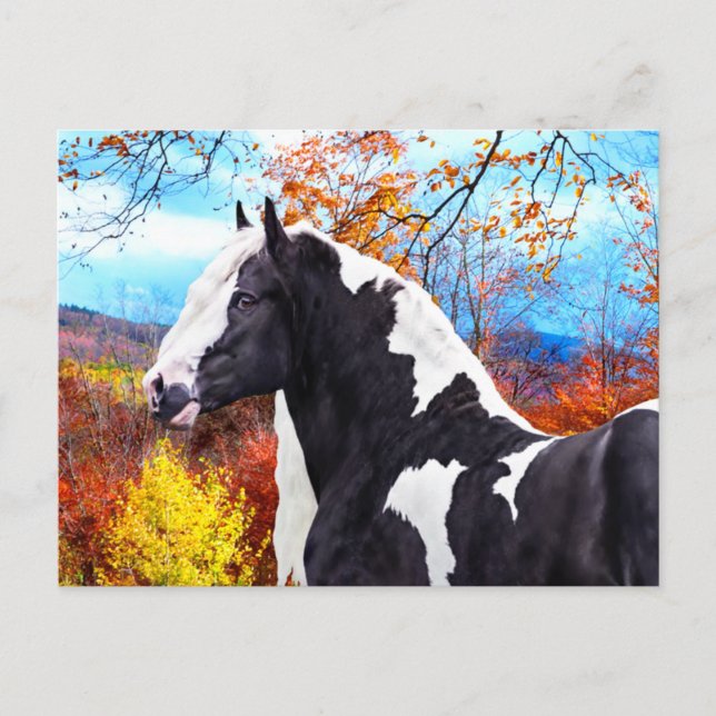 Cartão Postal Laddie. (Frente)