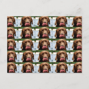 Cartão Postal Ladrador Retriever Azulejos de Chocolate BG