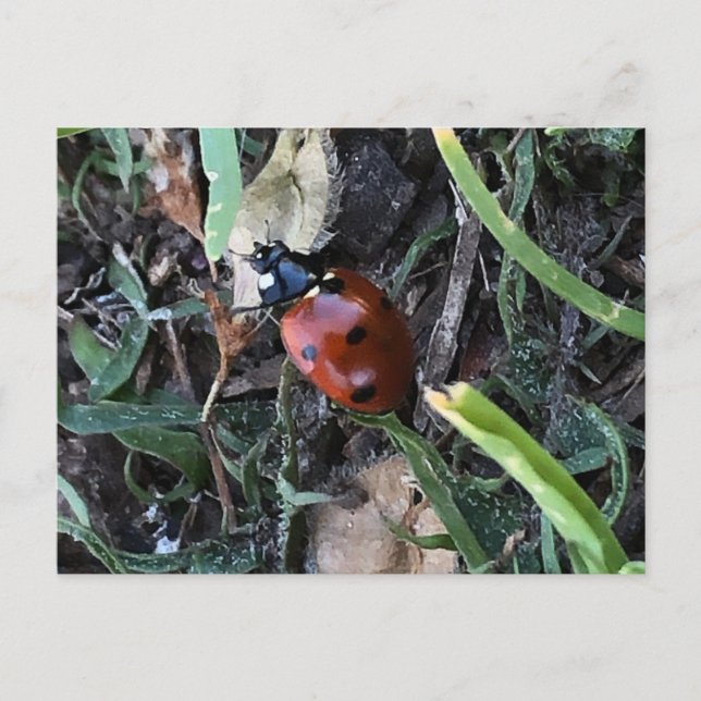 Cartão Postal Lady Bug (Frente)