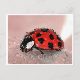 Cartão Postal Lady Bug