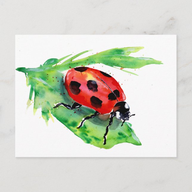 Cartão Postal Lady Bug em uma Folha Verde (Frente)