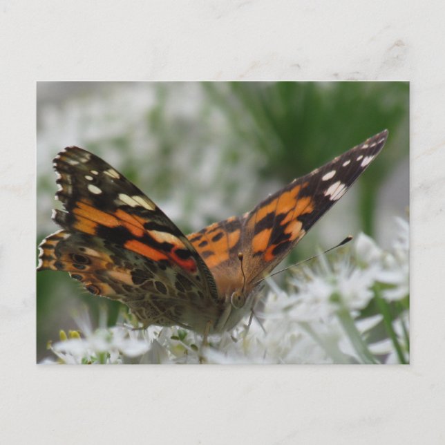Cartão Postal Lady Butterfly Pintada (Frente)