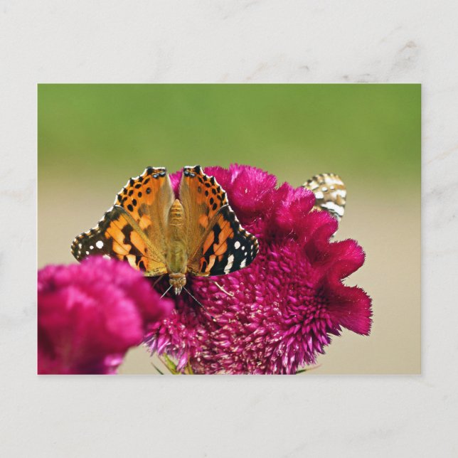 Cartão Postal Lady Butterfly Pintada (Frente)