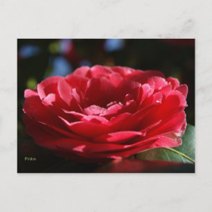 Cartão Postal Lady Camellia