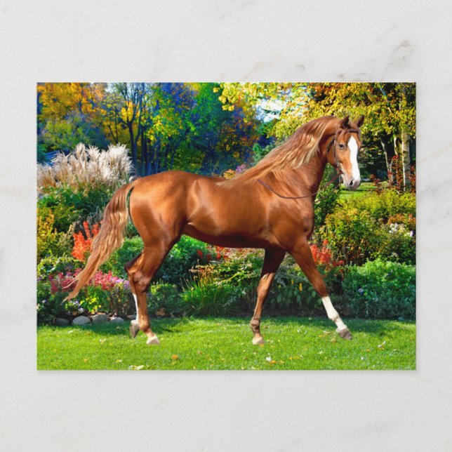 Cartão Postal "Lady Jane"  (Frente)