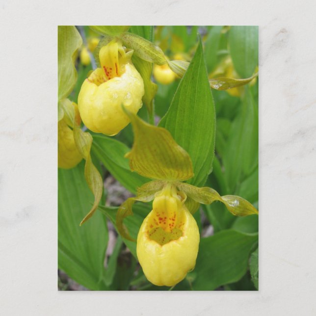 Cartão Postal Lady Slipper (Frente)