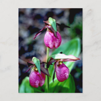 Cartão Postal Lady Slipper I, Delícia de Jardim Verde Rosa