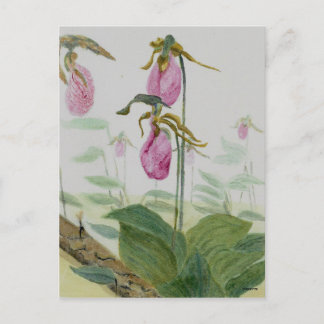Cartão Postal Lady Slippers