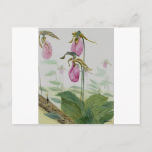 Cartão Postal Lady Slippers