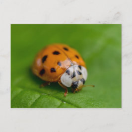 Cartão Postal Ladybird