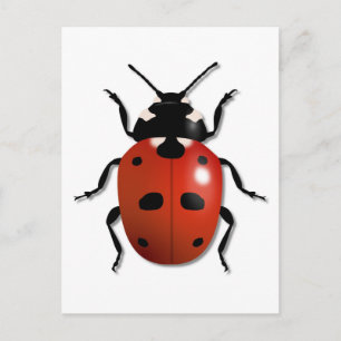 Cartão Postal Ladybird