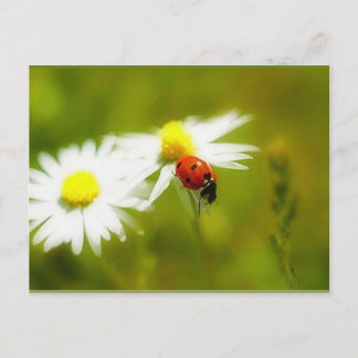 Cartão postal Ladybird