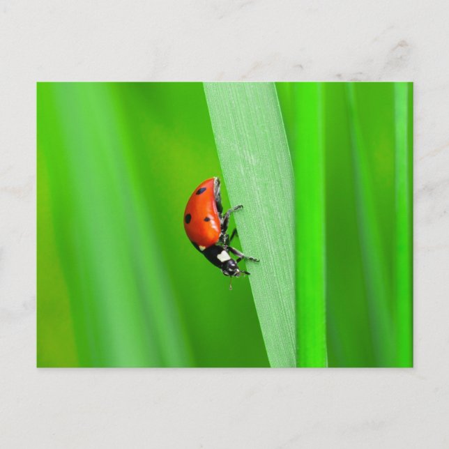 Cartão Postal Ladybird (Frente)