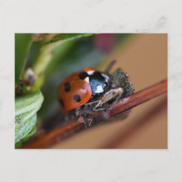 Cartão Postal Ladybird