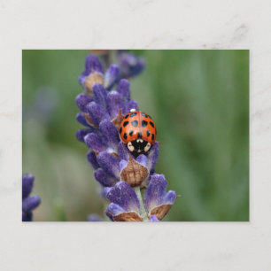 Cartão Postal Ladybird ama lavanda