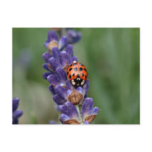 Ladybird ama lavanda