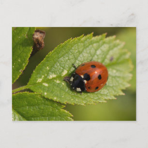 Cartão Postal Ladybird de sete pontos