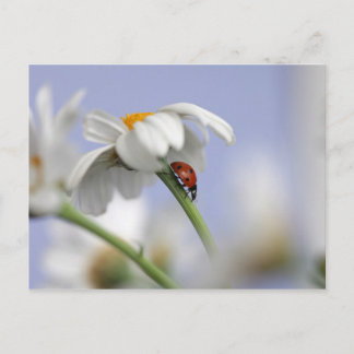 Cartão Postal Ladybird em flor