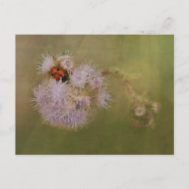 Cartão Postal Ladybird em Púrpura Dandelion