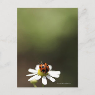 Cartão Postal Ladybird na Flor Camomile