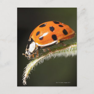 Cartão Postal Ladybird na folha, Ladybug na folha