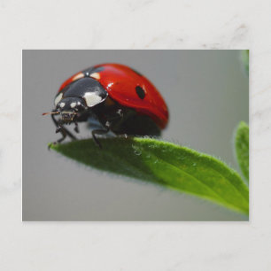 Cartão postal Ladybug