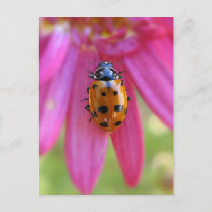 Cartão postal Ladybug