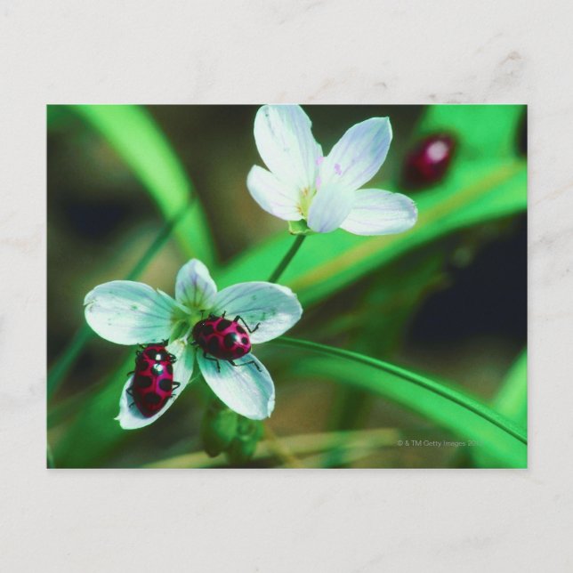 Cartão Postal Ladybug (Frente)