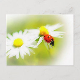 Cartão Postal Ladybug