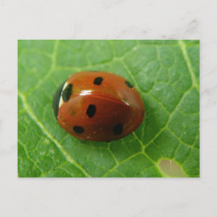 Cartão postal Ladybug
