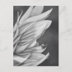 Cartão Postal Ladybug