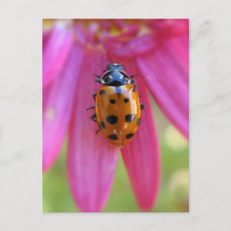 Cartão postal Ladybug