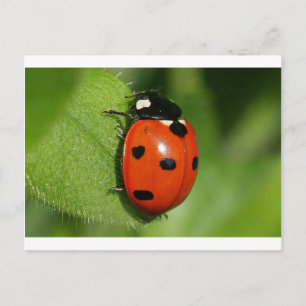 Cartão Postal Ladybug