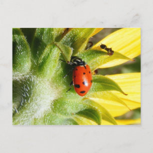 Cartão Postal Ladybug & Ant