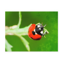Ladybug com folhas verdes postais