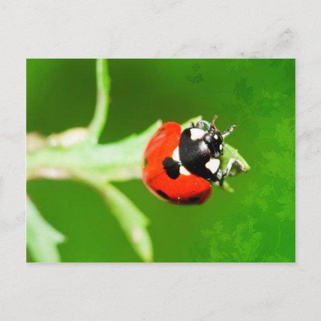 Cartão Postal Ladybug com folhas verdes postais (Frente)