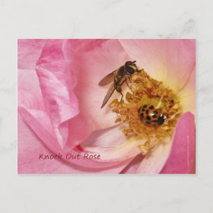 Cartão Postal Ladybug e Fly em um Rosa de ataque