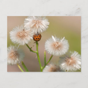 Cartão Postal Ladybug em Asters Secos