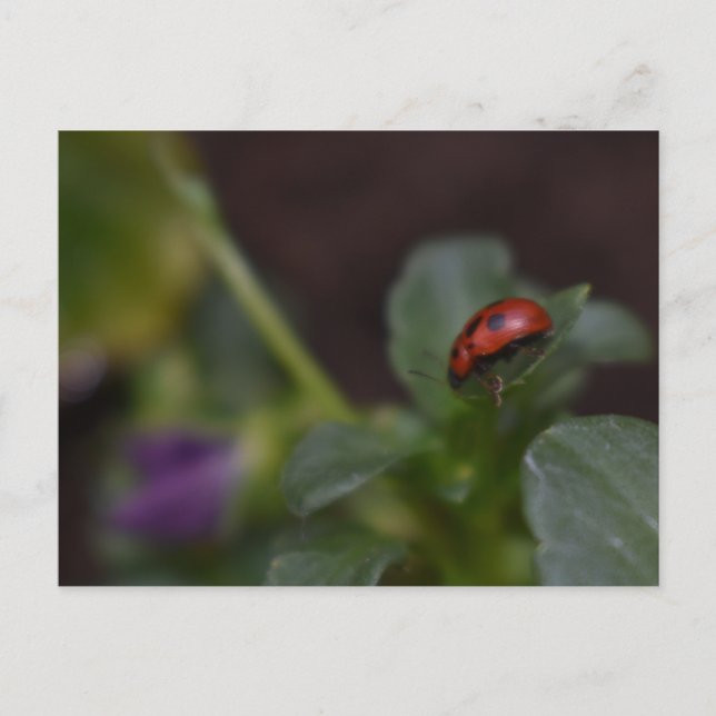 Cartão Postal Ladybug em Flores (Frente)